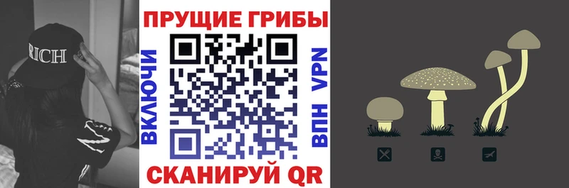 Псилоцибиновые грибы Psilocybe Бородино